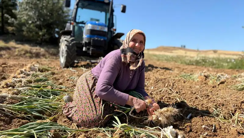 Selenyum Zengini Tarımsal Ürün: Günlük 1200 Lira Kazançla Toplanıyor