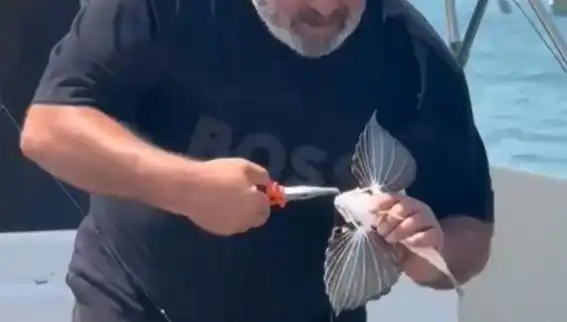 Saros Koyları'nda Heyecan Verici Olay: Nadir Kırlangıç Balığı Oltaya Takıldı