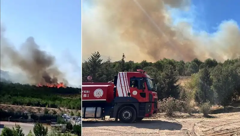 Gebze’deki Orman Yangını: Yangın Sona Erdi, Ağaçlar Küllerini Yüzde Yüz Kaybetti