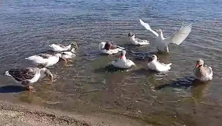 Denizde Yüzen Kazlar Kümese Kapatıldı, Tepkiler Büyüyor!