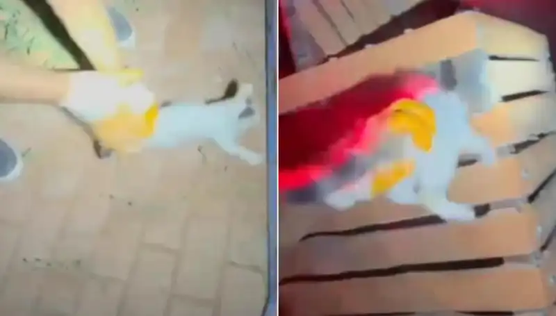 Gece Yarısı İtfaiye Ekiplerinin Kedi Kurtarma Operasyonu Hayran Bıraktı