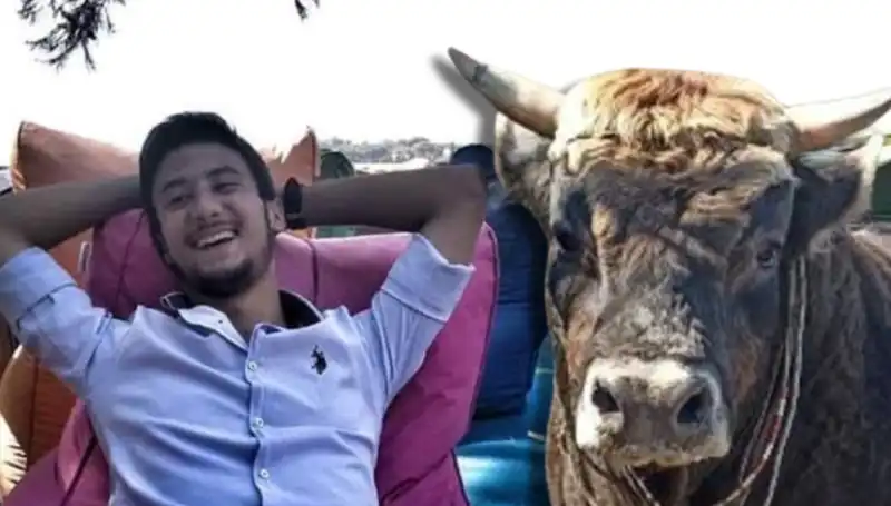 Aydın'da Güreş Boğası Hayatını Kaybetti, Olay Büyüyor!