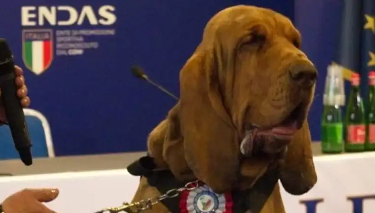 Arama Köpeğine Yapılan Suikastta Şok Edici Yöntem: Çivili Sosis!