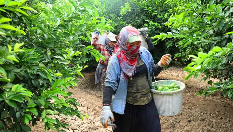 Market Fiyatlarında Şok Değişim: Hasat Süreci Başladı, Domatesin Kilosu 150 Lirayı Aşıyor!