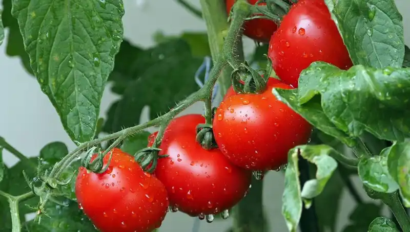 Geçmişe Yolculuk: Domateslerin Milyonlarca Yıllık Gizemi Keşfedildi