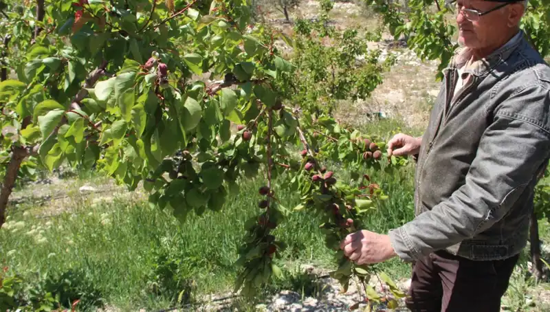 Türkiye'nin Sofralık Kayısı Üretim Merkezi Olma Yolunda Zorluklarla Yüzleşiyor