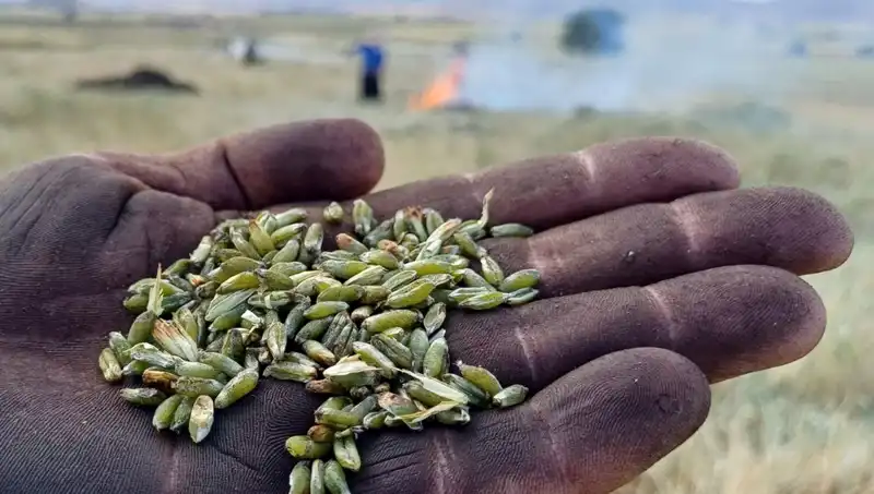 Firik Sezonunun Gelmesiyle Sofralarda Şenlik Başlıyor
