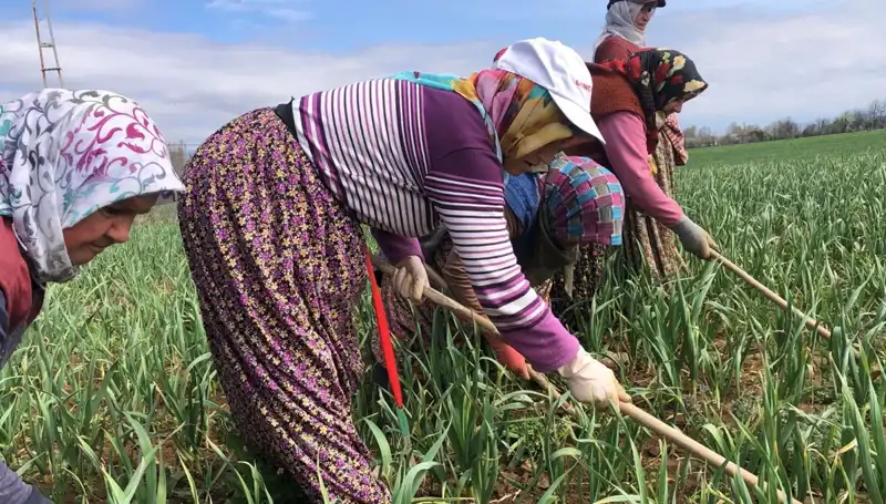 Beyaz Altın: Dünyaya Açılan Kapı ve Yeni Çapalama Dönemi