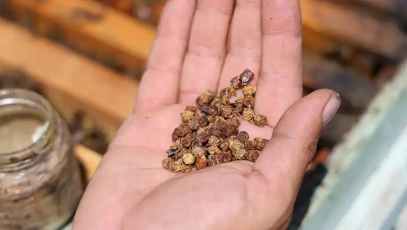 Eskiden Atılan Besin Şimdi Lüks: Kilosu 3 Bin TL'den Satılıyor!