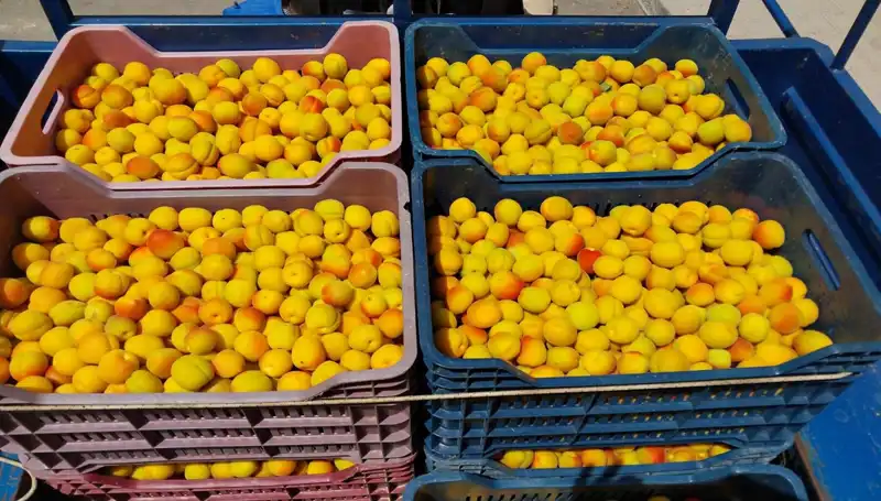 Türkiye’deki Tarımda Çığır Açan İlk Hasat: 500 TL ile Alıcı Buldu