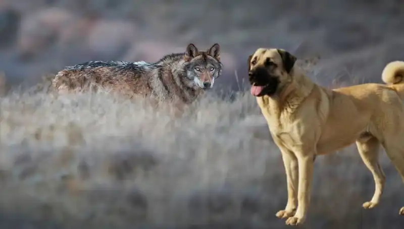 Kurt Popülasyonundaki Artış, Kangal Köpeği Talebini Nasıl Etkiledi?