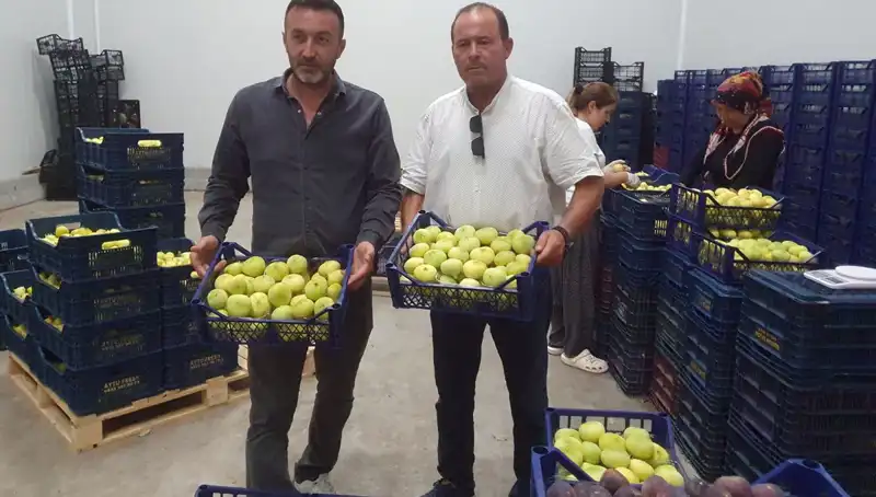 Mersinli Çiftçinin Yüzü Güldü: Tarım Ürünleri İhrasında Rekor Fiyatlar