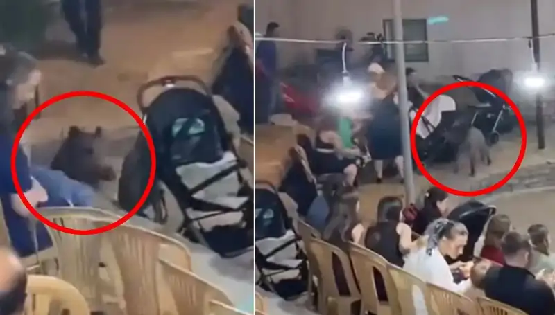 Düğün Törenine Aniden Dalan Yaban Domuzu, Misafirlere Korku Dolu Anlar Yaşattı