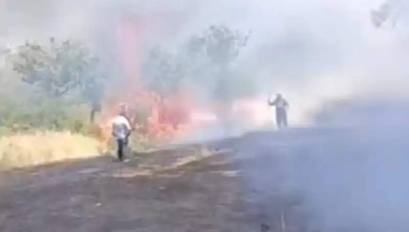 Çay Tarlasında Yakılan Ateş, Fıstık Ağaçlarına Zarar Verdi!