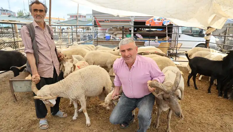 Kurban Pazarının Gözdesi Olmayı Başaran 4 Boynuzlu Koçlar