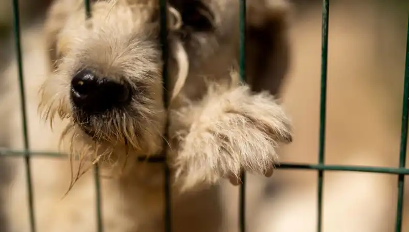 İş Stresinin Gölgesinde: Köpekler de Etkileniyor