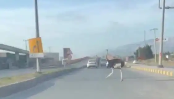 Hatay'da Trafikte Deve Kuşu: Sürücüler Şaşkınlık İçinde Ne Oluyor?